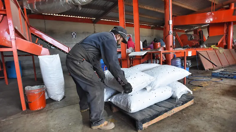 Productores de nuez le apuestan a lo orgánico